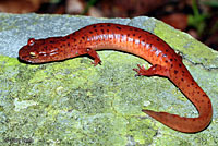 Blue Ridge Spring Salamander