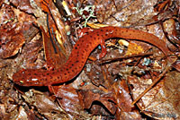 Blue Ridge Spring Salamander