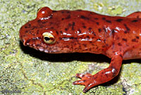 Blue Ridge Spring Salamander