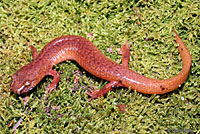 Salamander