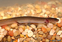 Northern Spring Salamander