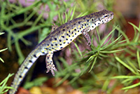 Texas Black-spotted Newt