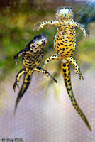 Texas Black-spotted Newt