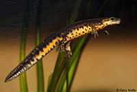 Texas Black-spotted Newt
