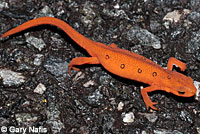 Red-spotted Newt