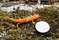 Red-spotted Newt