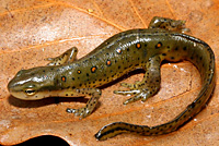 Red-spotted Newt