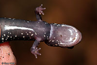 Western Slimy Salamander