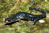 Western Slimy Salamander