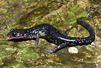 Western Slimy Salamander