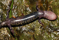 Western Slimy Salamander