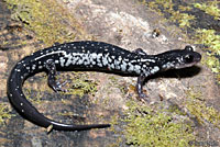 Tellico Salamander