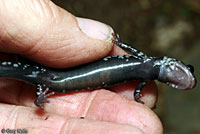 Tellico Salamander