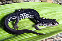 Chattahoochee Slimy Salamander