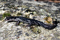 Chattahoochee Slimy Salamander