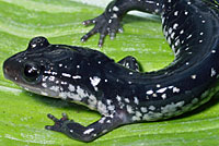 Chattahoochee Slimy Salamander