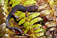 Cheoah Bald Salamander