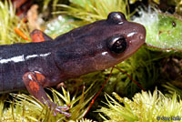 Cheoah Bald Salamander