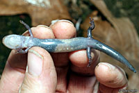 Cheoah Bald Salamander