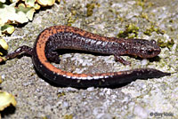 Eastern Red-backed Salamander