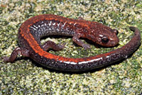 Eastern Red-backed Salamander