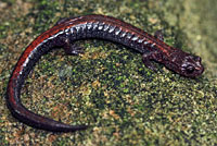 Eastern Red-backed Salamander