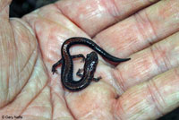 Eastern Red-backed Salamander