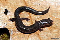 Eastern Red-backed Salamander