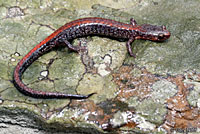 Eastern Red-backed Salamander