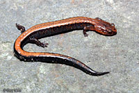 Eastern Red-backed Salamander