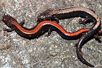 Eastern Red-backed Salamander