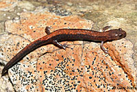 Eastern Red-backed Salamander