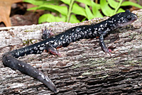 Salamander