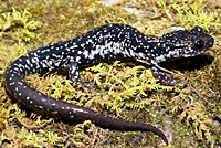 Slimy Salamander