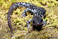 Slimy Salamander