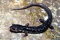 Slimy Salamander