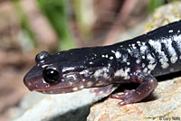 Slimy Salamander