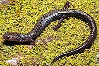 Salamander