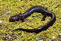 Peaks of Otter Salamander