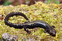 Peaks of Otter Salamander