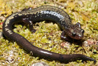 Peaks of Otter Salamander