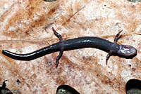 Peaks of Otter Salamander