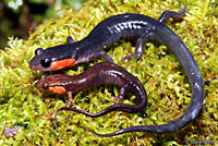 Imitator Salamander