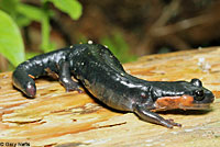 Red-cheeked Salamander