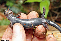 Red-cheeked Salamander