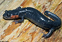 Red-cheeked Salamander