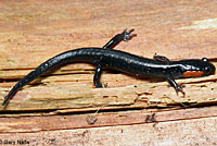 Red-cheeked Salamander