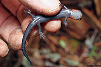 Red-cheeked Salamander