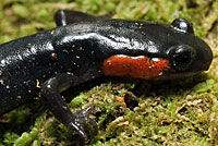 Red-cheeked Salamander