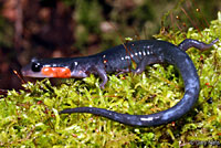 Red-cheeked Salamander